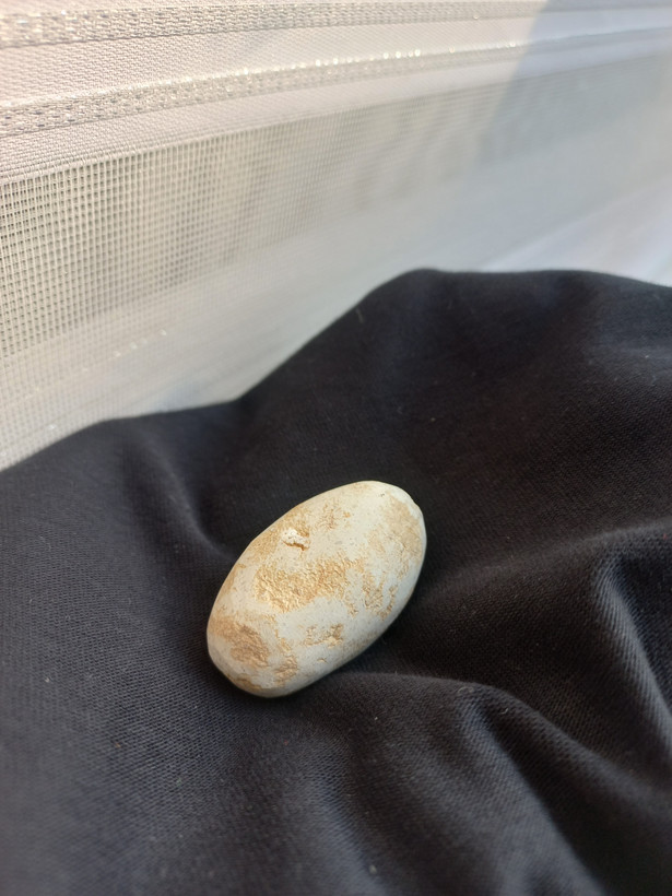 خر مهره مغولی اصل